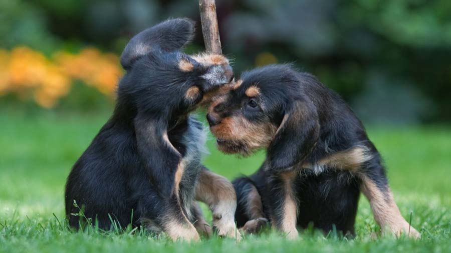 Otterhound Puppy (Black & Tan, Sitting)