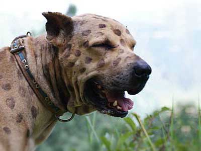 Pakistani Mastiff