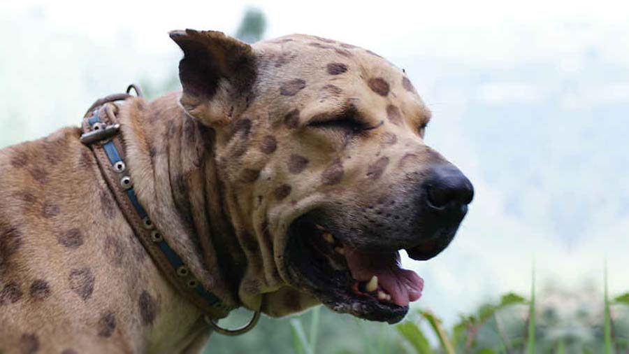 Pakistani Mastiff (Side View, Muzzle)