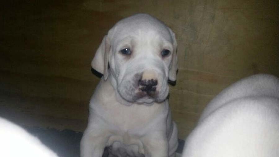 Pakistani Mastiff Puppy (White, Face)