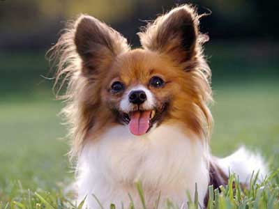 are papillon hypoallergenic