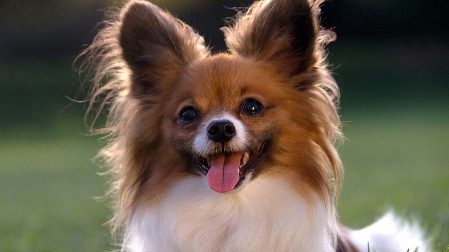 Papillon dog (White & Sable, Face)