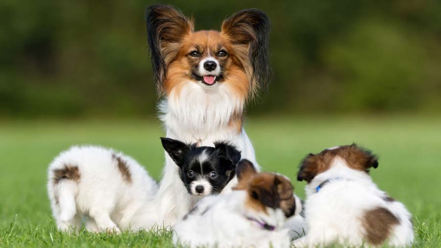 Papillon dog Puppy (Puppies, White Black & Tan)