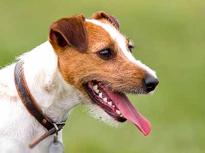 Parson Russell Terrier