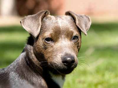 Patterdale Terrier