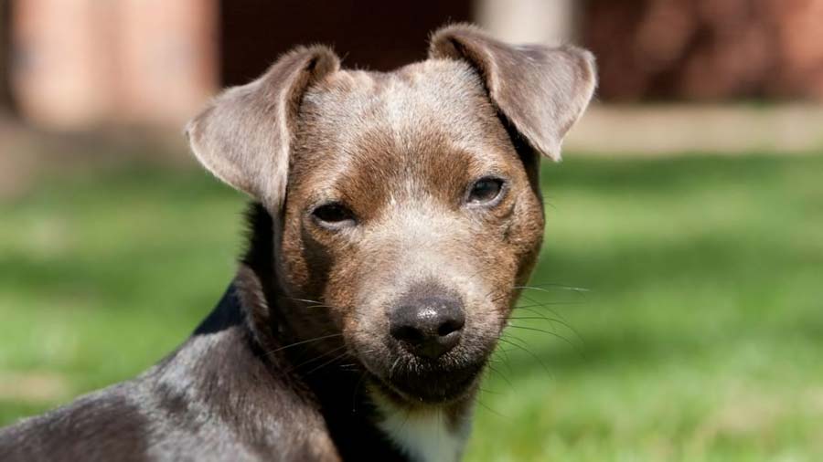 Patterdale Terrier (Face, Muzzle)