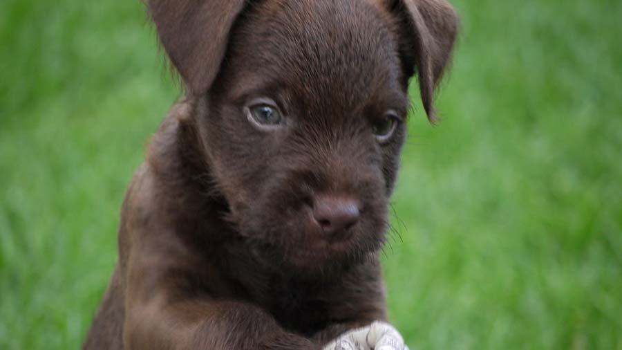 Patterdale Terrier Puppy (Brown, Muzzle)