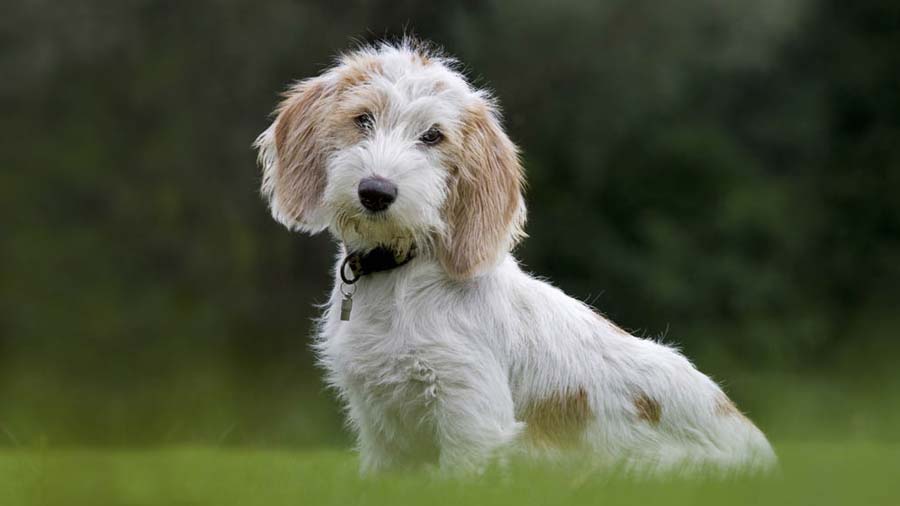 Petit Basset Griffon Vendeen (Side View, Sitting)