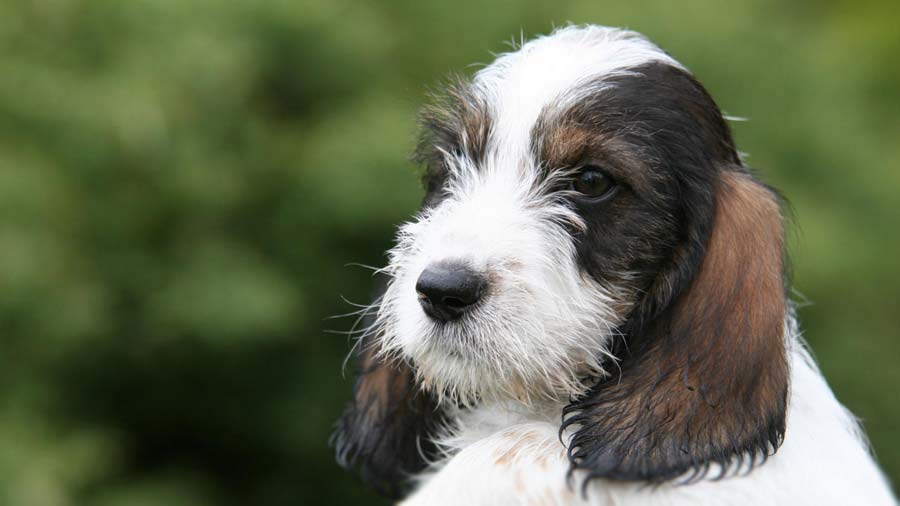Petit Basset Griffon Vendeen Puppy (White Black & Tan, Muzzle)