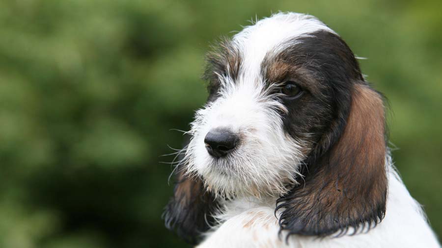 can petit basset griffon vendeen be white