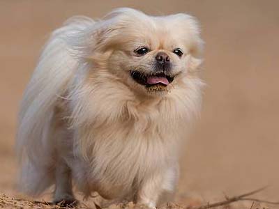 Pekingese