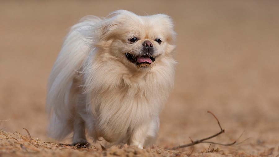 Pekingese (Cream, Standing)