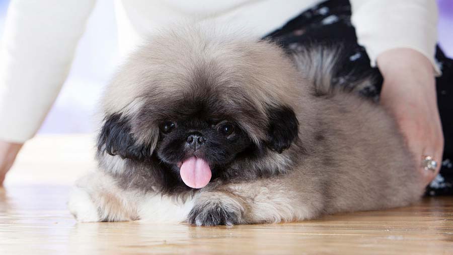 Pekingese Puppy (Gray, Lying)