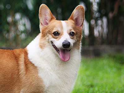 Pembroke Welsh Corgi