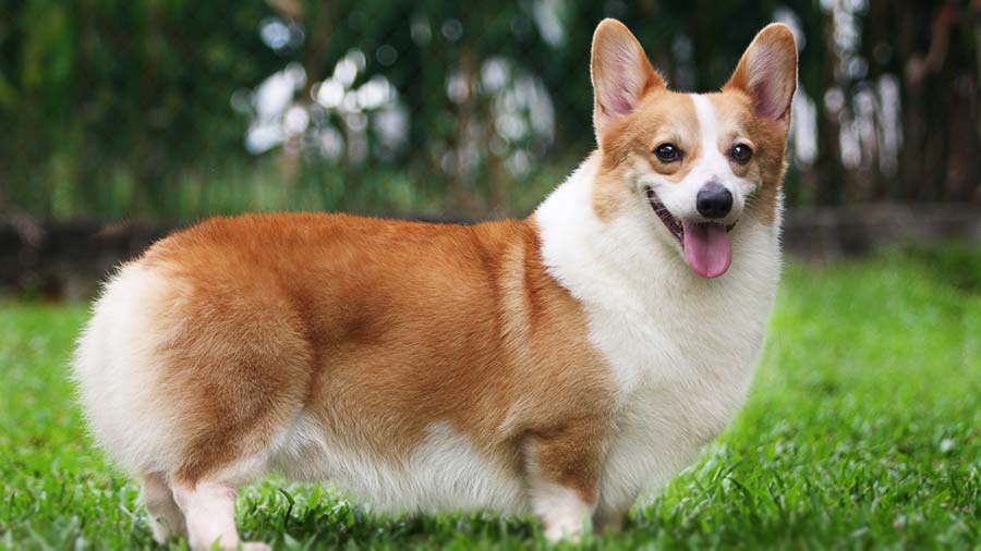 Pembroke Welsh Corgi (Side View, Standing)