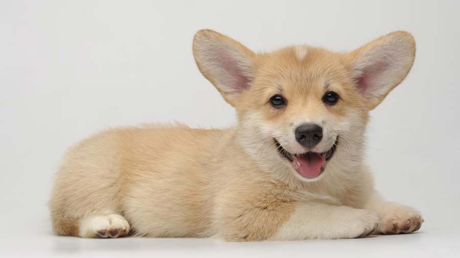 Pembroke Welsh Corgi Puppy (Side View, Lie)