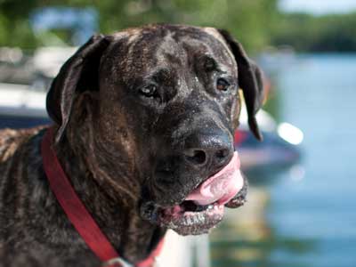 Perro de Presa Canario