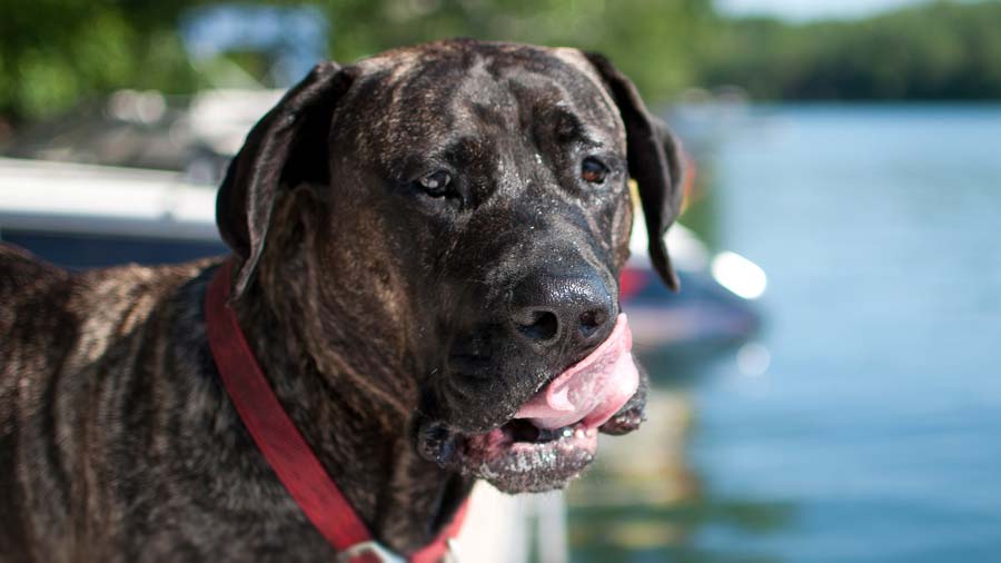 Perro de Presa Canario (Brindle, Muzzle)