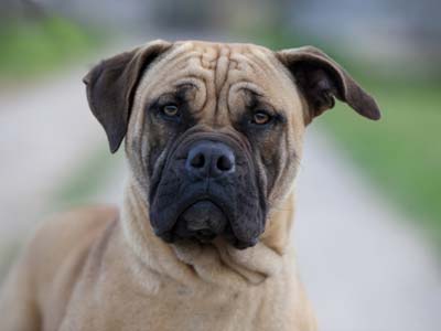 Perro de Presa Mallorquin