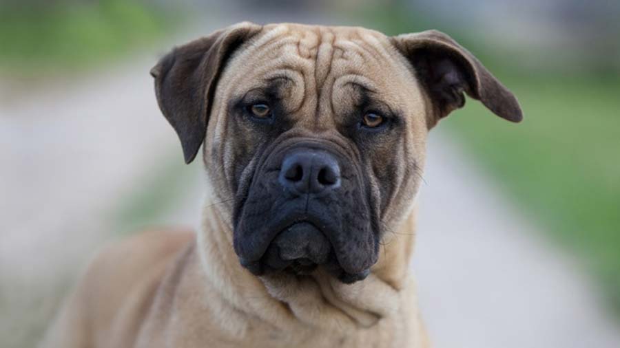 Perro de Presa Mallorquin (Fawn, Muzzle)