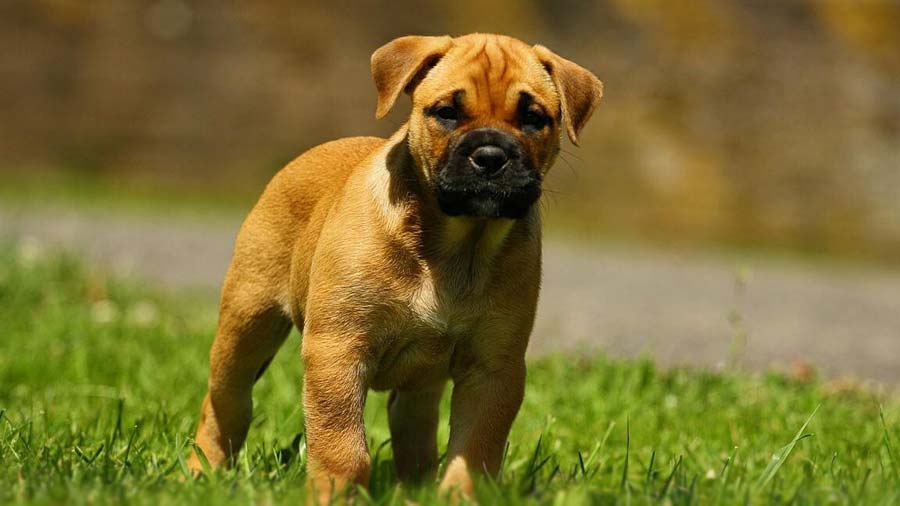 Perro de Presa Mallorquin Puppy (Fawn, Standing)