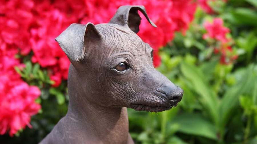 Peruvian Inca Orchid (Head, Muzzle)