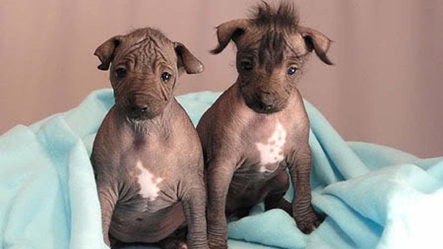 Peruvian Inca Orchid Puppy (Sitting, Face)