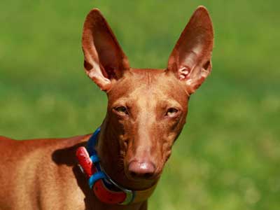 Pharaoh Hound