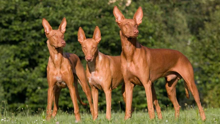 Pharaoh Hound (Red Golden, Standing)