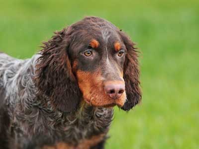 Picardy Spaniel