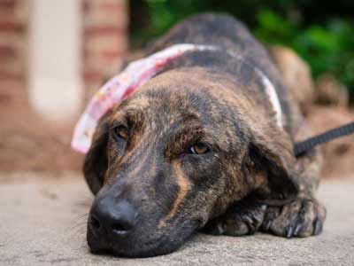 Plott Hound