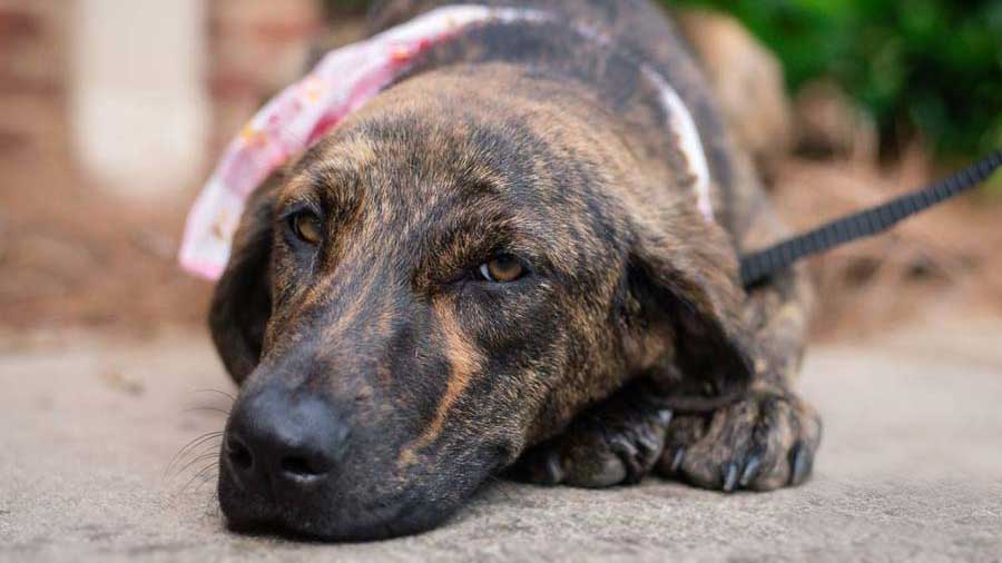 Plott Hound (Lying, Muzzle)