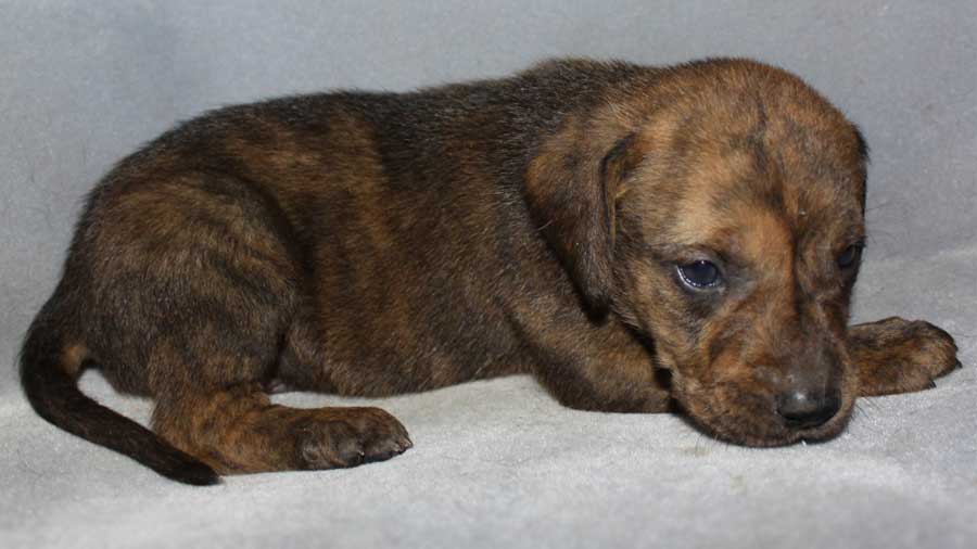 Plott Hound Puppy (Lying, Side View)