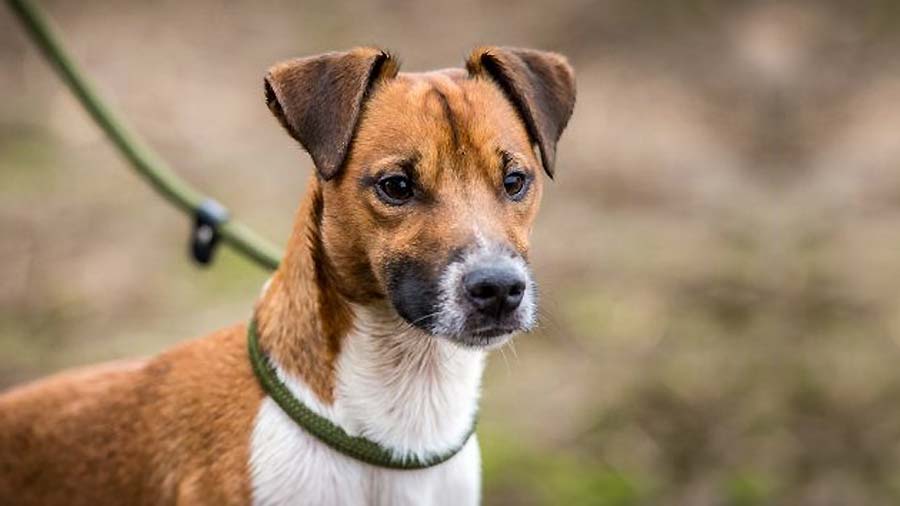 Plummer Terrier (Copper & White, Face)