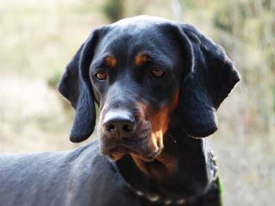 Polish Hunting Dog