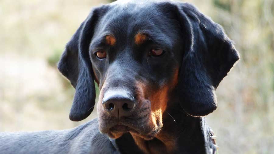 Polish Hunting Dog (Black and Tan, Muzzle)