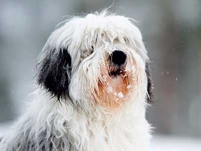 Polish Lowland Sheepdog