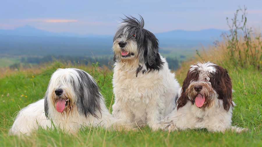 Polish Lowland Sheepdog (Sitting, Muzzle)