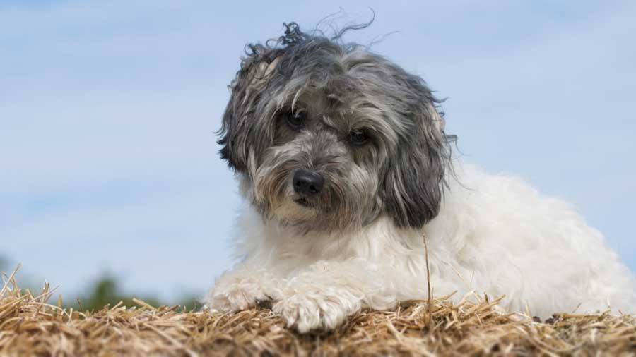 Polish Lowland Sheepdog Puppy (White & Gray, Lying)