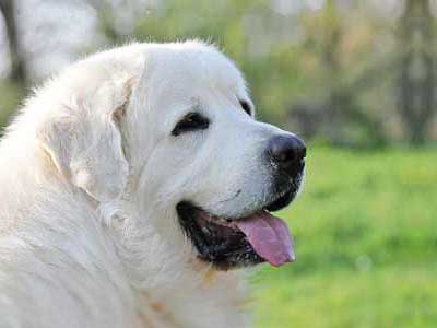 Polish Tatra Sheepdog