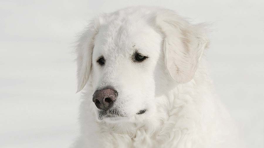 Polish Tatra Sheepdog (Cream & White, Muzzle)