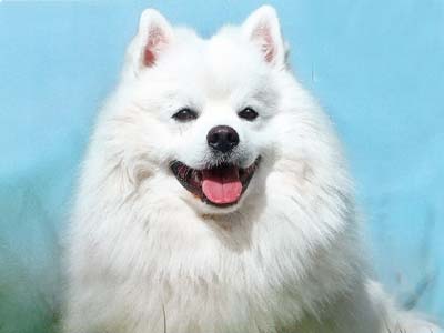 what is a white fluffy dog called