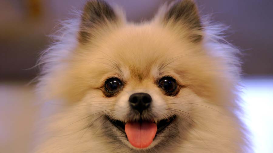 Pomeranian (Face, White)