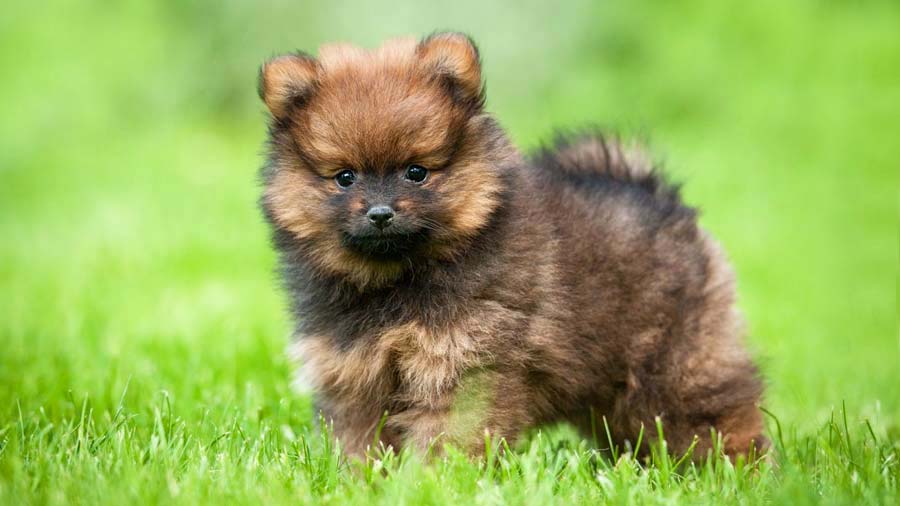 Pomeranian Puppy (Brown, Standing)