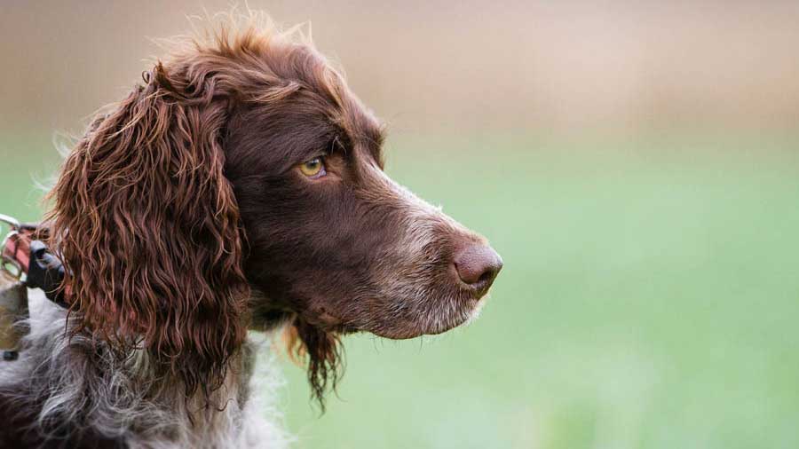 Pont-Audemer Spaniel (Brown & White, Side View)