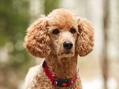 what are the different types of hypoallergenic dogs