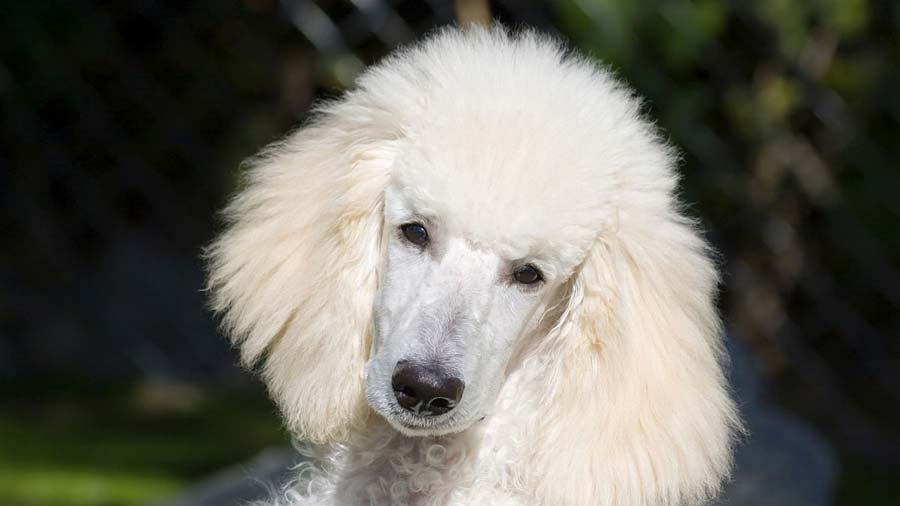 Poodle (White, Face)