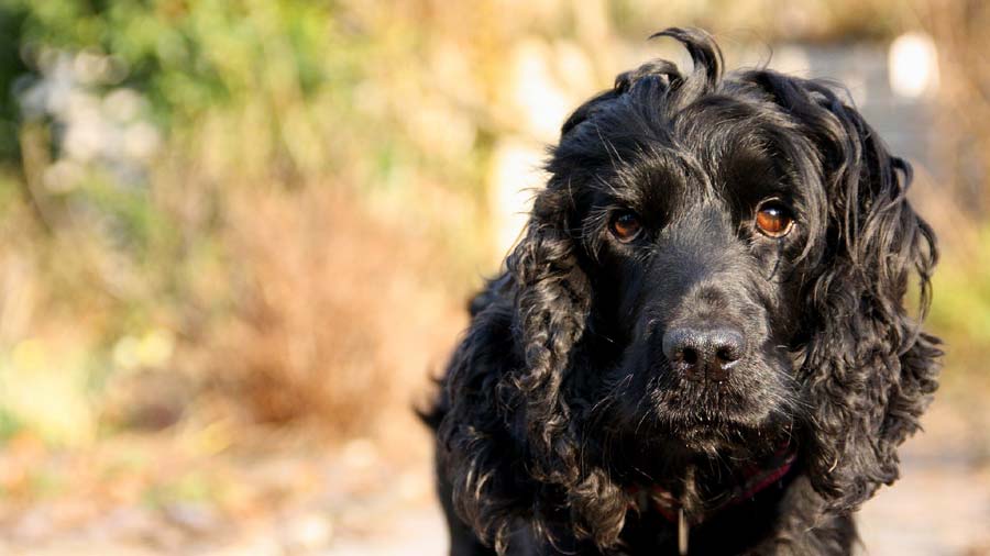 Poodle (Black, Face)