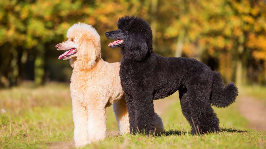 Poodle (Apricot & Black, Standing)