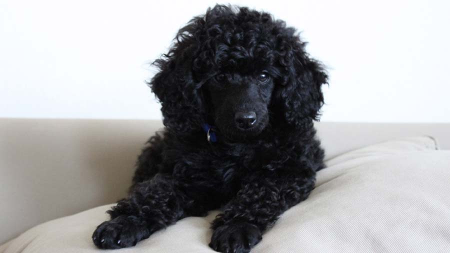 Poodle Puppy (Black, Face)